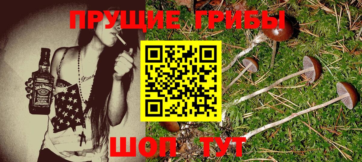 цены наркотик  Вход с VPN  Вязьма  Псилоцибиновые грибы Psilocybine cubensis  Псилоцибиновые грибы Psilocybe 